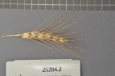 Click for 1 image(s) for this accession. Spike